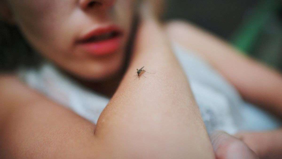 éloigner les moustiques efficacement