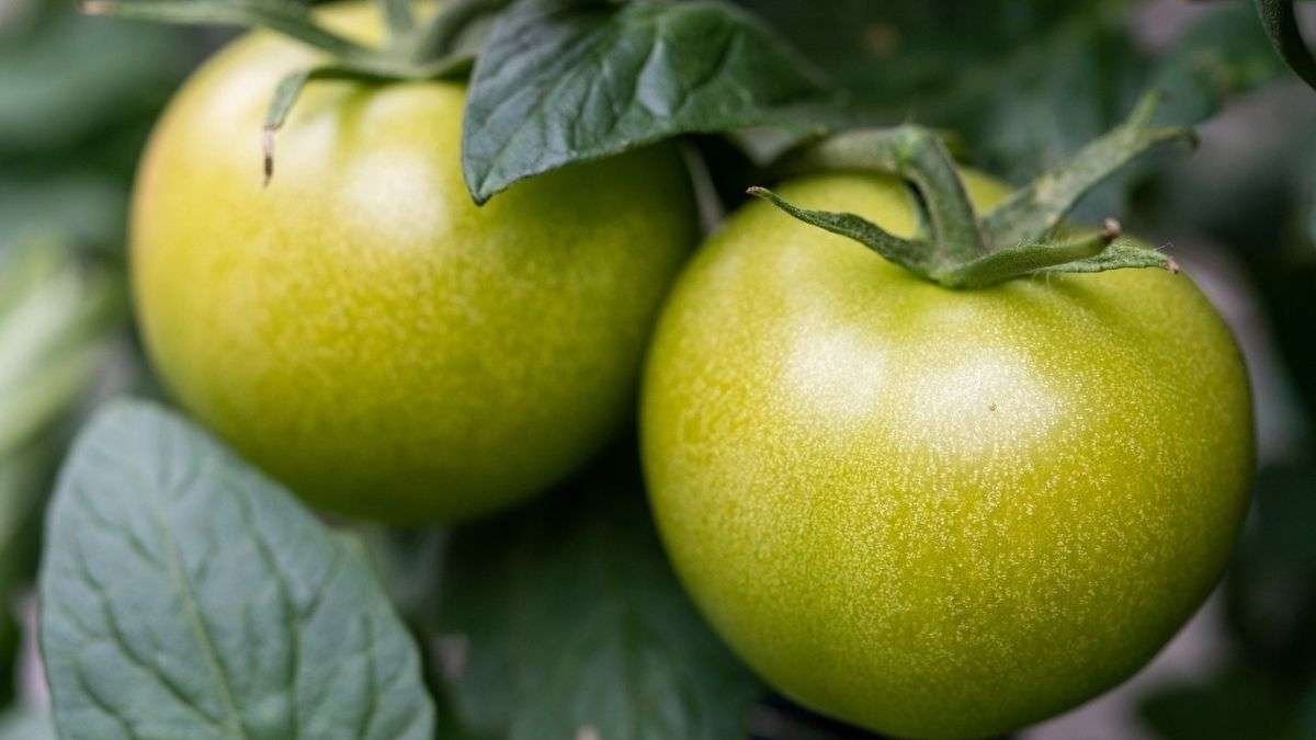 La meilleure façon de faire mûrir les tomates vertes