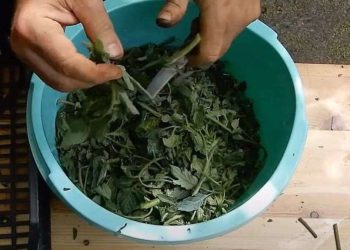 Le macérat de feuilles de tomates