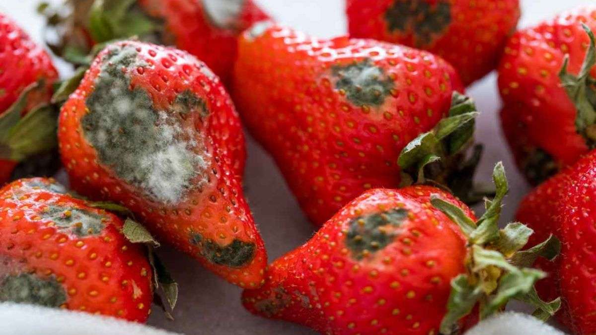 Ne jetez plus vos fraises moisies