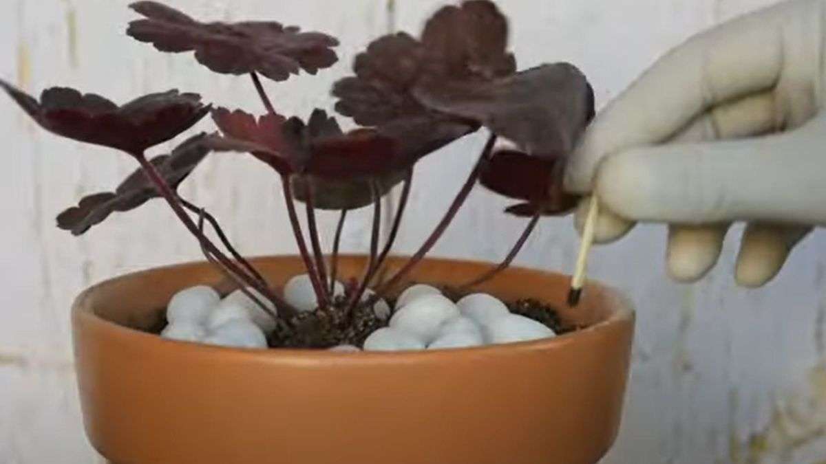 pourquoi vous devez planter des allumettes dans les pots de fleurs