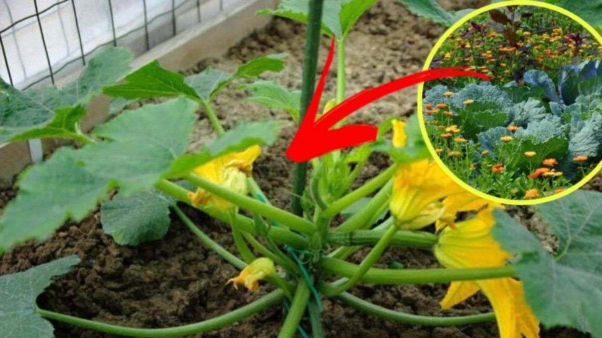 Quels légumes planter à côté des courgettes dans votre potager 
