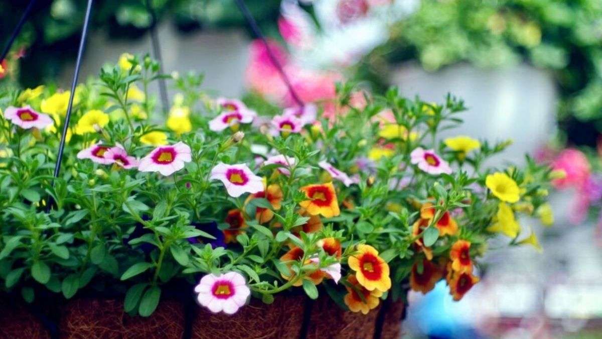 Un expert en jardinage explique comment entretenir les paniers suspendus pour que les fleurs restent spectaculaires