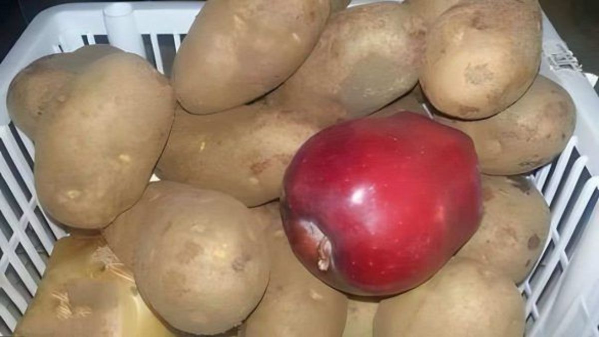 Comment conserver les pommes de terre pour les garder plus longtemps