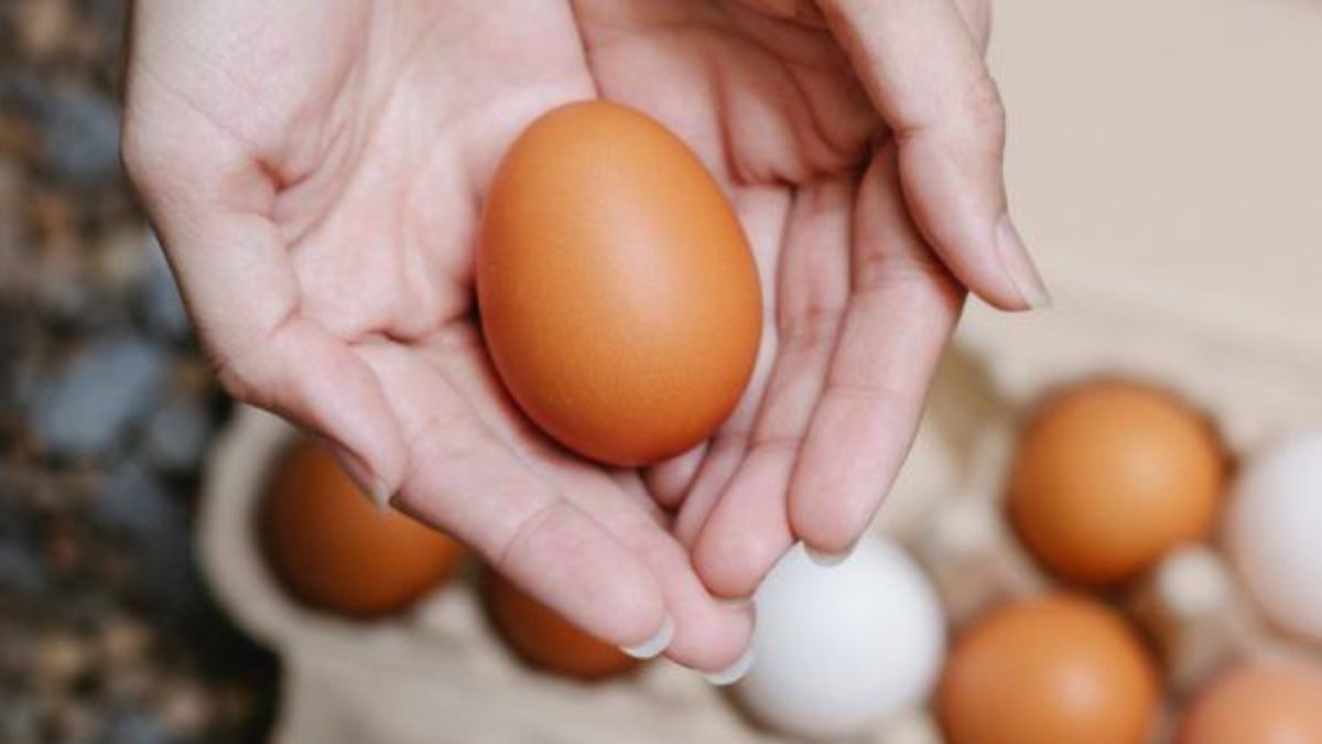 Comment vérifier facilement la fraicheur de vos œufs 