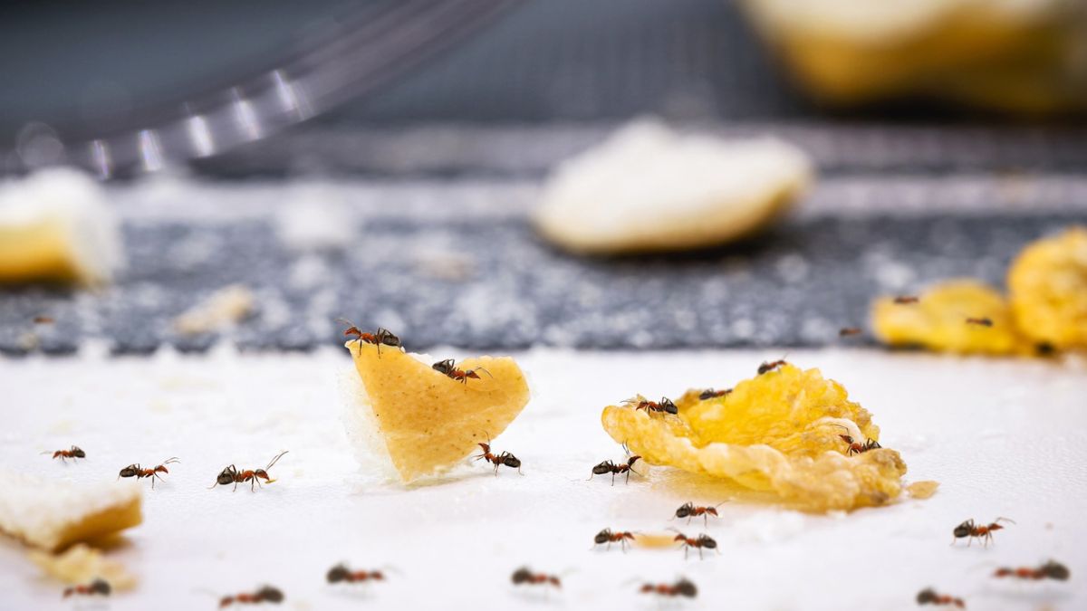 Le produit de base de la cuisine qui empêchera les fourmis d’entrer dans la maison