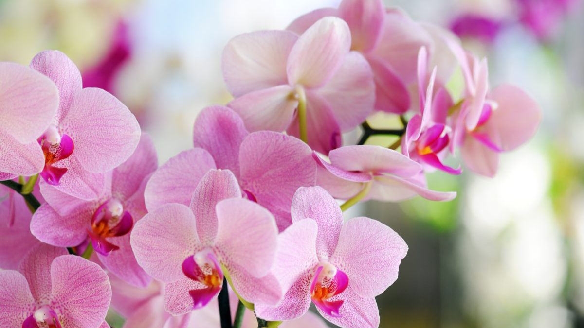 Orchidées en été : conseils pour une belle floraison