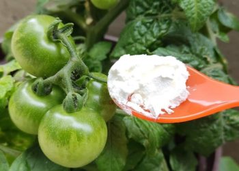 Remède efficace pour booster la production de concombres et tomates