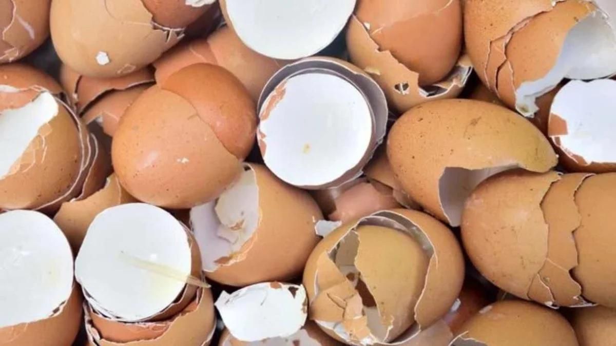 Utilisations surprenantes des coquilles d'œufs
