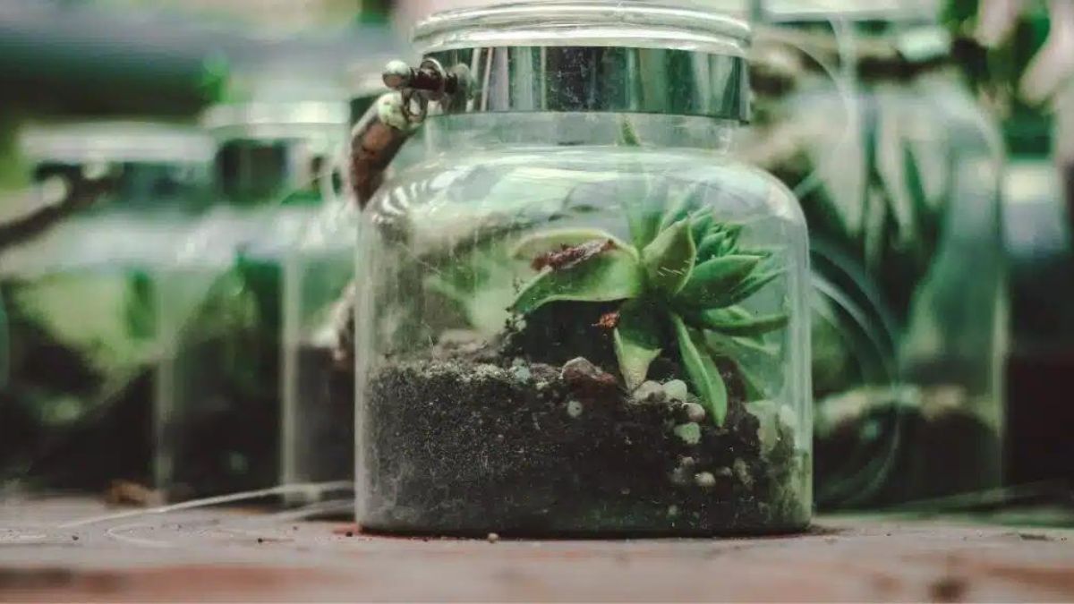 avantages des pots transparents pour vos plantes