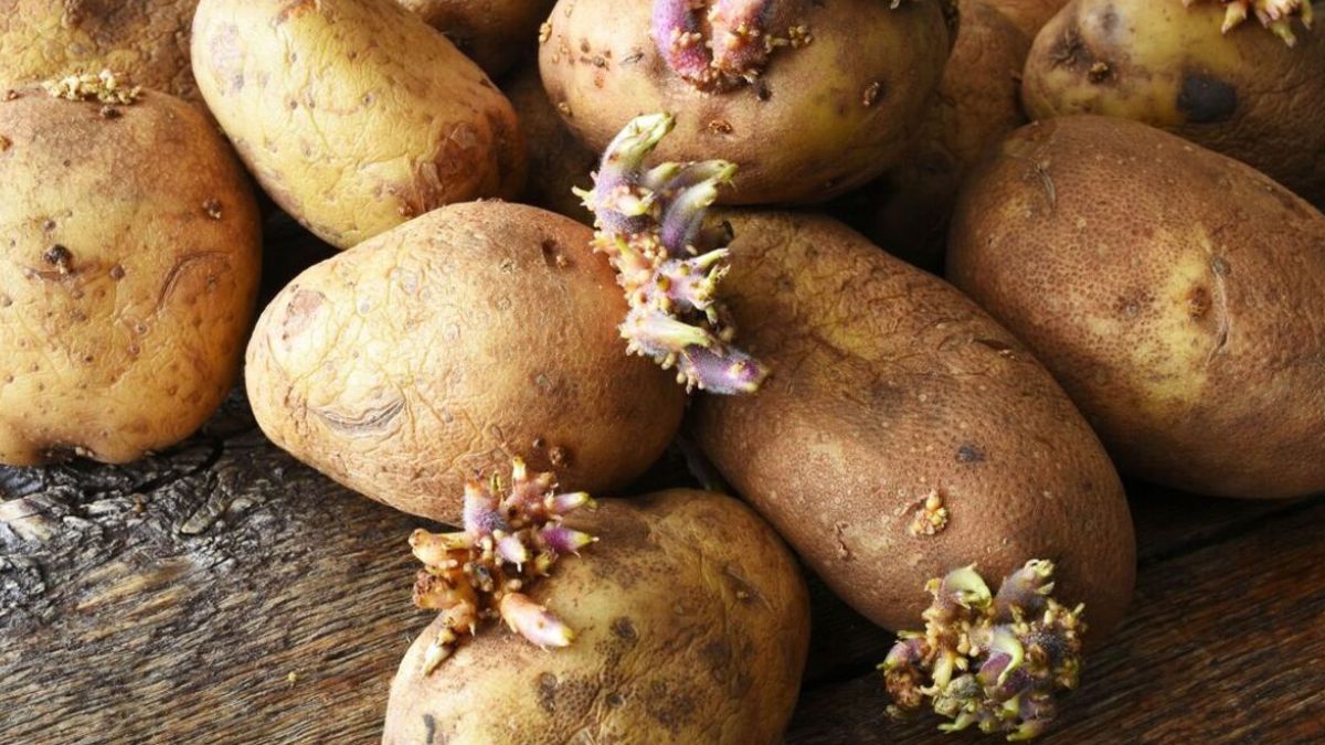 Comment conserver les pommes de terre pour qu’elles durent six mois sans germer ni se froisser ?