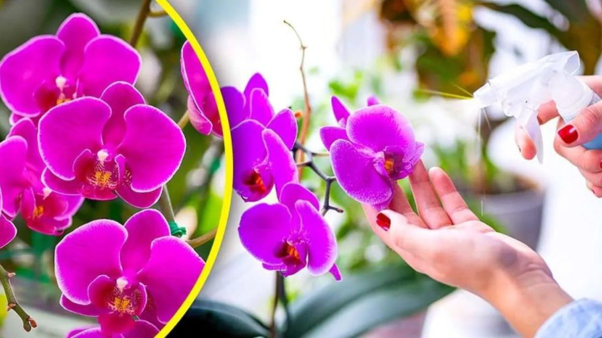 engrais naturel pour faire pousser des orchidées  
