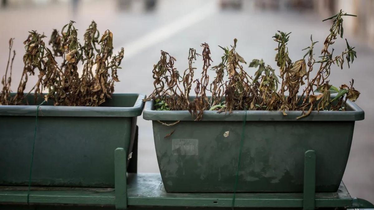Vous devriez recycler le terreau de vos plantes mortes