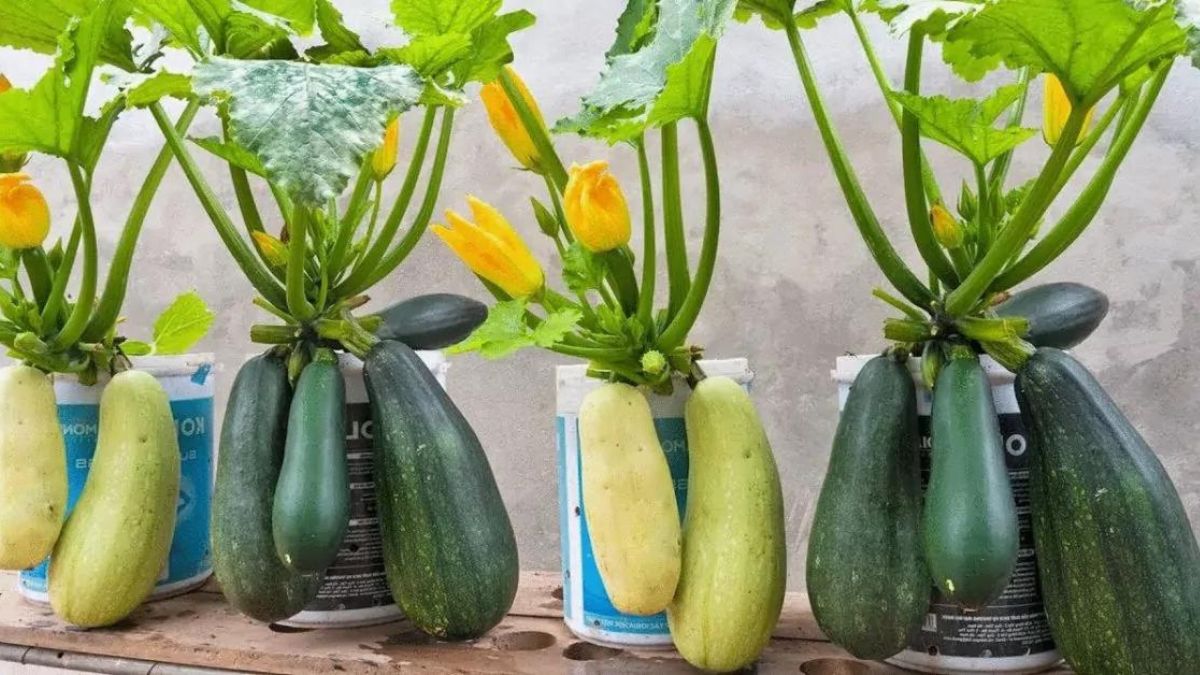 Un guide étape par étape pour cultiver des courgettes en pot sur votre patio ou votre terrasse