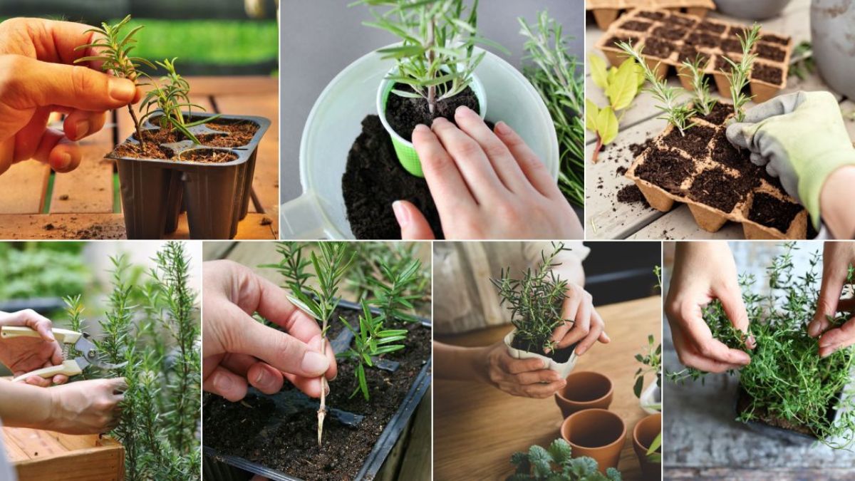 Comment multiplier les plantes aromatiques en terre (9 étapes faciles) ?