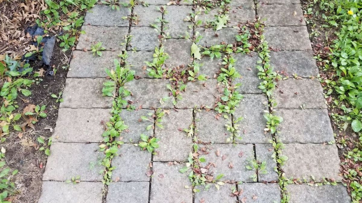 Comment tuer définitivement les plantes indésirables d’un patio avec un produit bon marché - et ce n’est pas du vinaigre ?