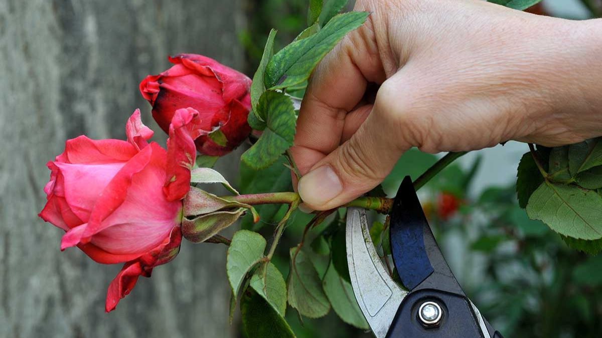 Cultiver une roseraie à partir d'une rose