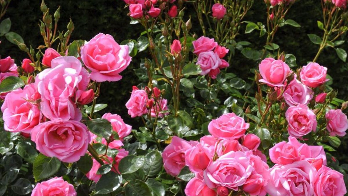 Recette d’engrais maison pour les rosiers afin de stimuler la floraison et la croissance