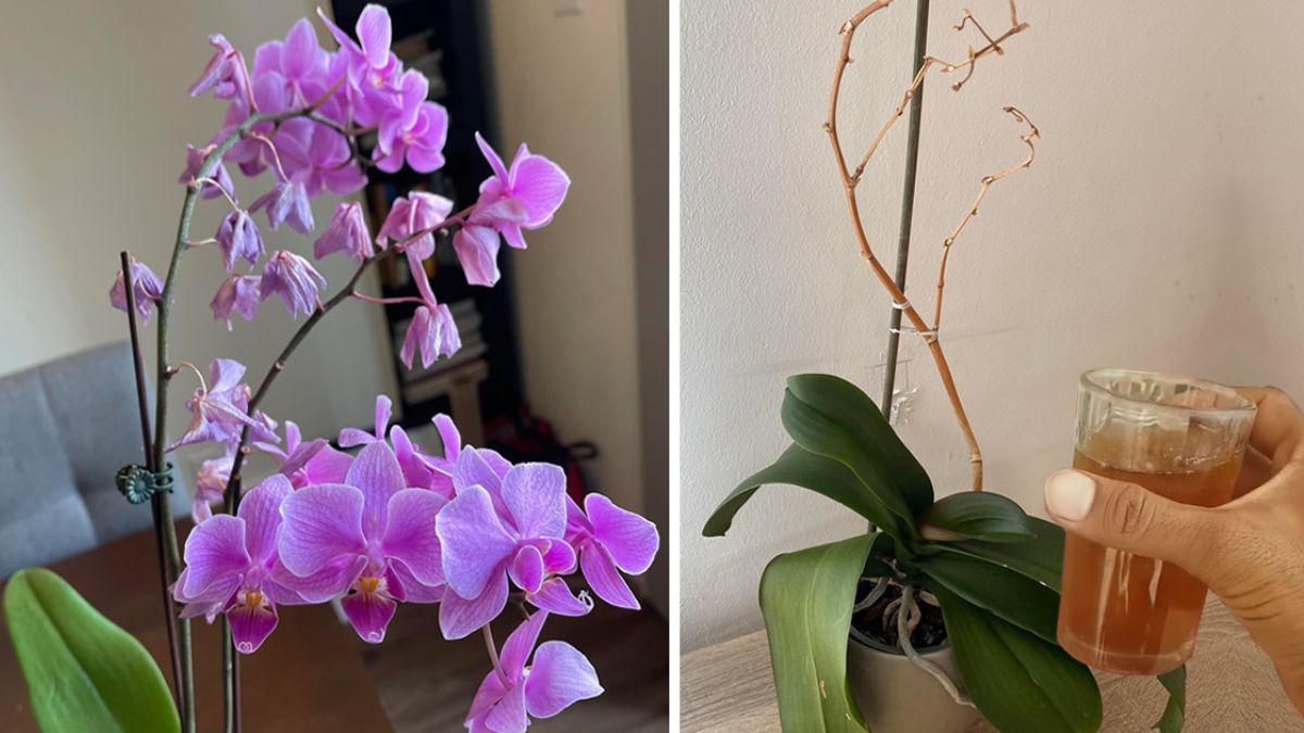 sauver une orchidée