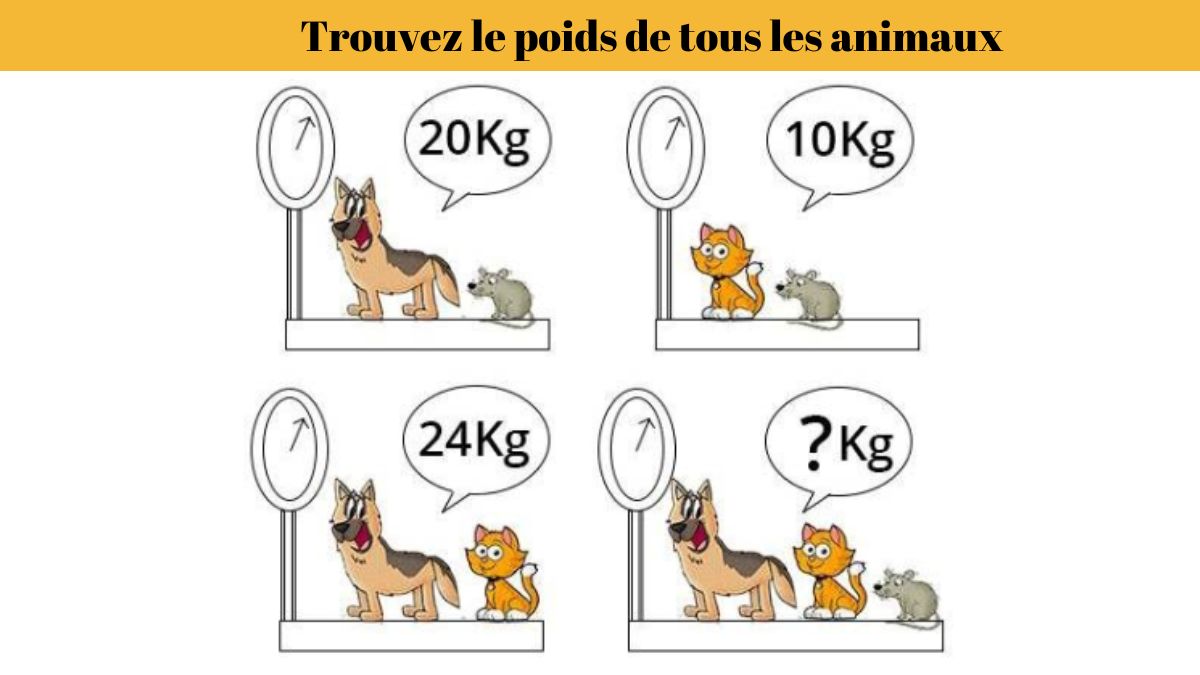 Test de QI de génie : trouvez le poids de tous les animaux en 11 secondes !