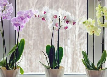 Comment arroser les orchidées en hiver pour sous peine de les tuer définitivement ?