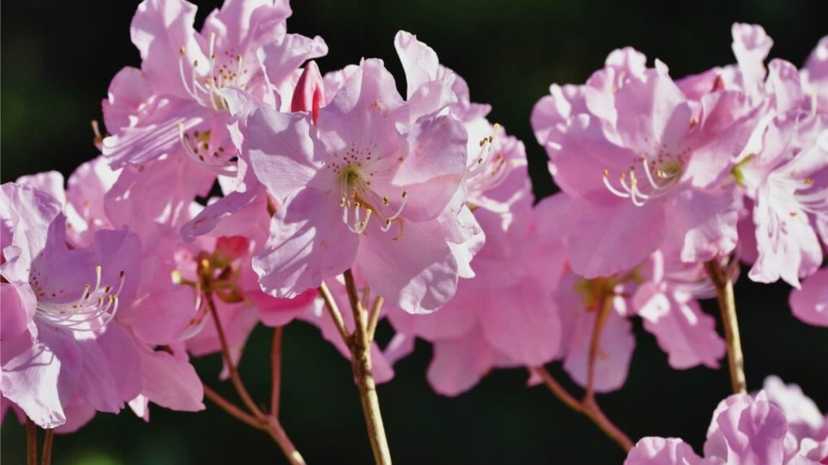 cultiver et entretenir les rhododendrons