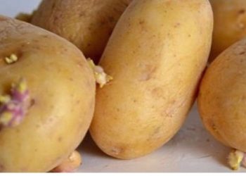 éviter les pommes de terre de germer