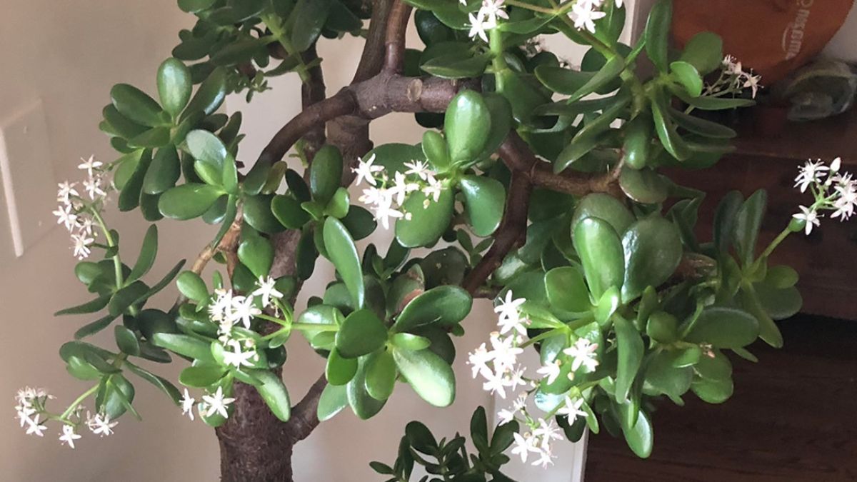 floraison de l'arbre de Jade