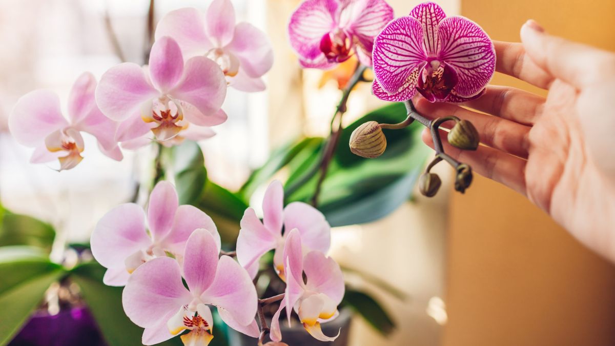 refleurir une orchidée