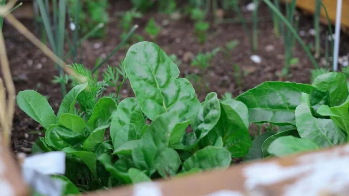 Comment cultiver les épinards : tout ce qu’il faut savoir