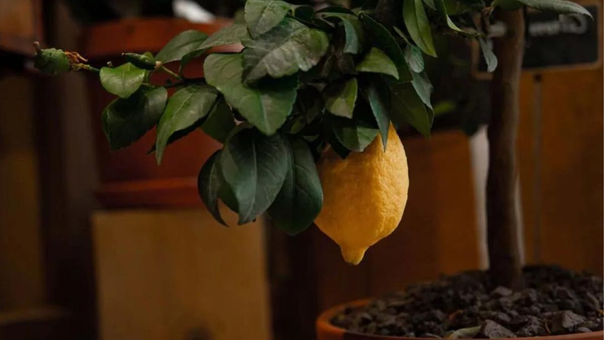 La technique des pépins pelés pour avoir un magnifique citronnier en un mois