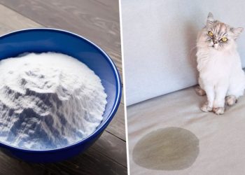 10 répulsifs naturels et efficaces contre les chats