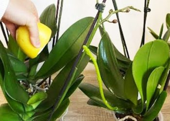 Guide pour une floraison abondante des orchidées