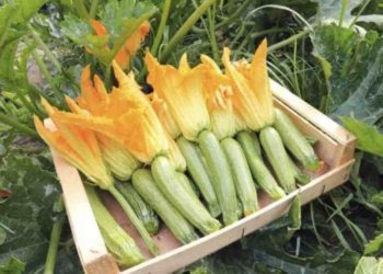 Quel légume ne pas planter à côté des courgettes