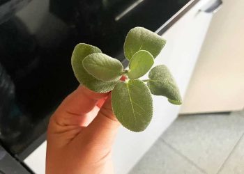 parfumer sa maison naturellement avec de la sauge