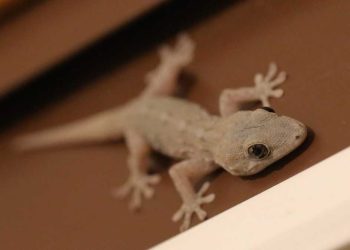 Que signifie lorsqu'un gecko se cache chez vous